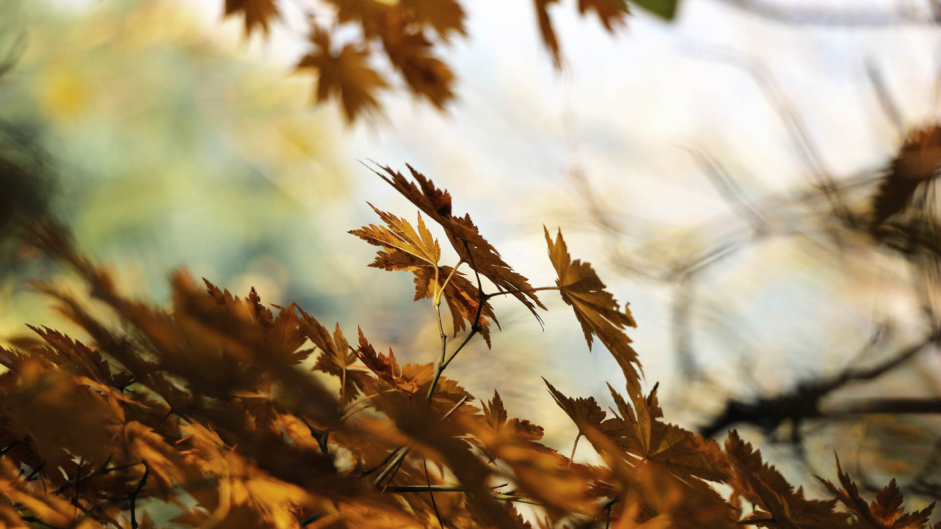 Herbstlaub im weichen Gegenlicht